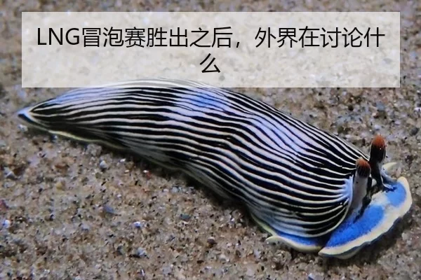LNG冒泡赛胜出之后，外界在讨论什么 - Queen of Bounty